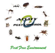 Acuity Pest Control